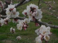 H250330信州大実の花