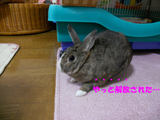DSCN7955なでこ