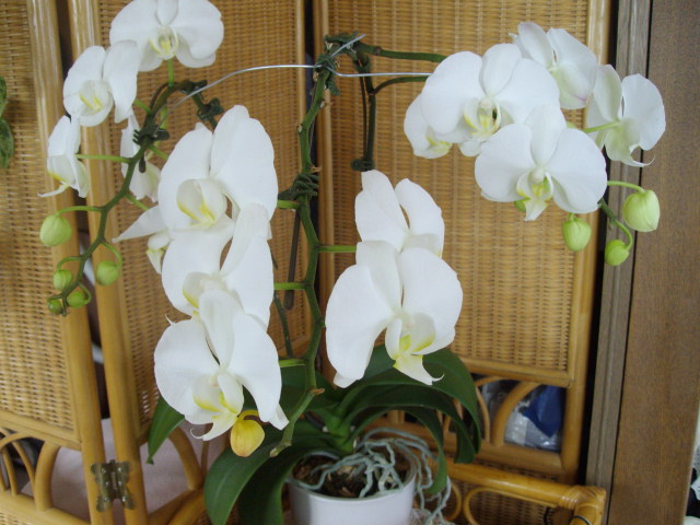 2013年 koyuki 7歳 001