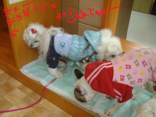 ブログ用 じゃま