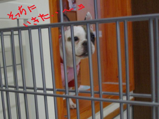 ブログ用 いきたい