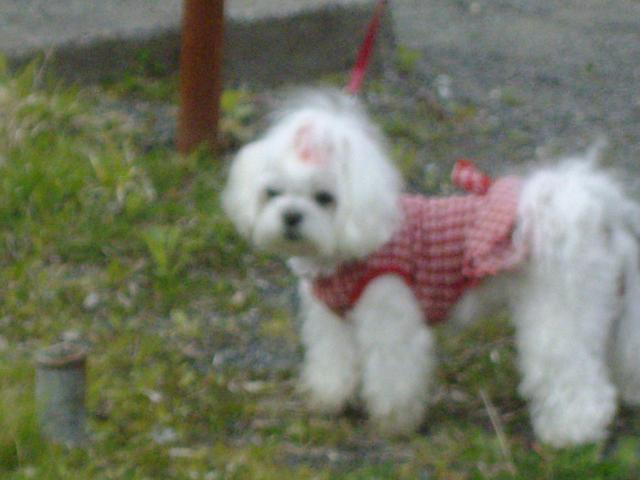 繝悶Ο繧ー逕ィ+022_convert_20130529223345ちゅーりっぷ