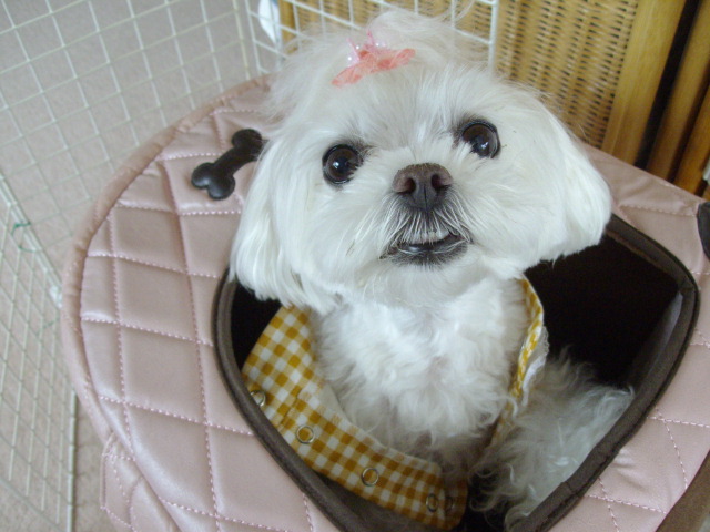 2013年 koyuki 7歳 005