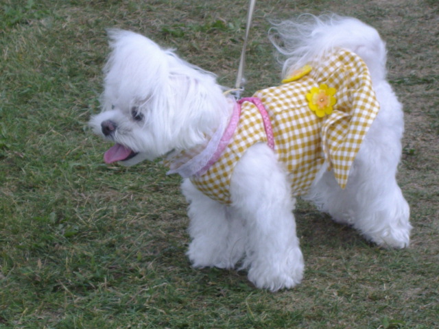 2013年 koyuki 7歳 030