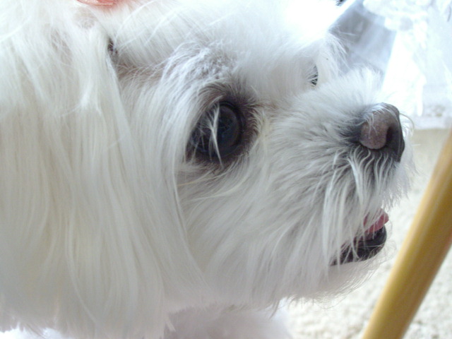 2013年 koyuki 7歳 037