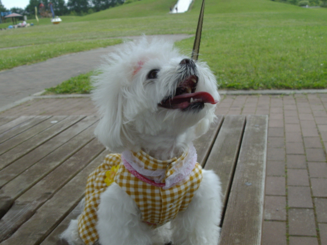 2013年 koyuki 7歳 018