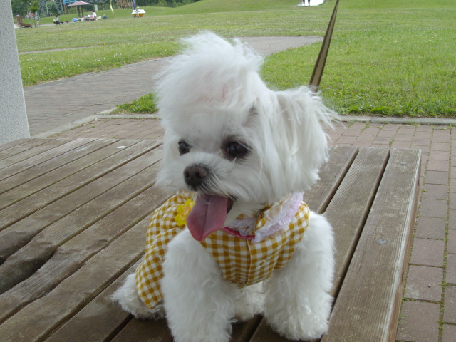 2013年 koyuki 7歳 019