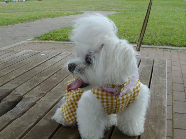 2013年 koyuki 7歳 016