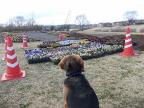 お花植えてました。