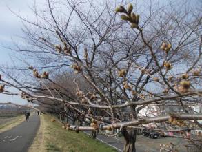 桜のつぼみその後。