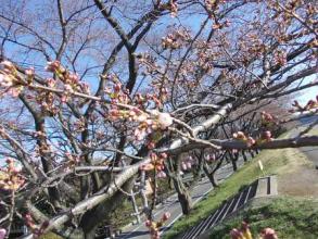 桜が咲いてた。