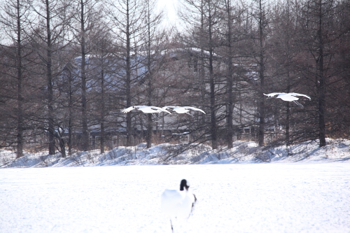 20130128_丹頂鶴_08