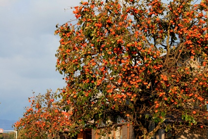 aa6867.jpg