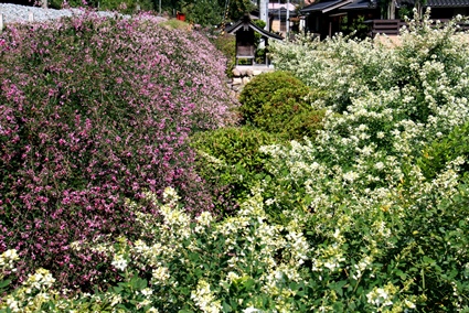 s1429.jpg