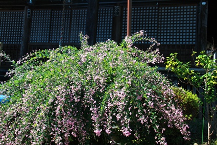 s1452.jpg