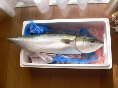 佐渡から送られてきた“寒ブリ”8キロの全貌