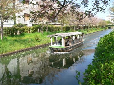 散った桜の花びらを押しのけながら進む三十石船