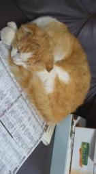 猫丸