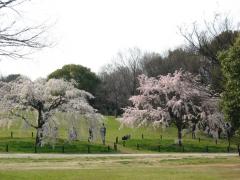 IMG_5880.jpg