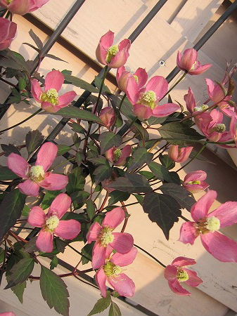 IMG_5435_20120425100156.jpg