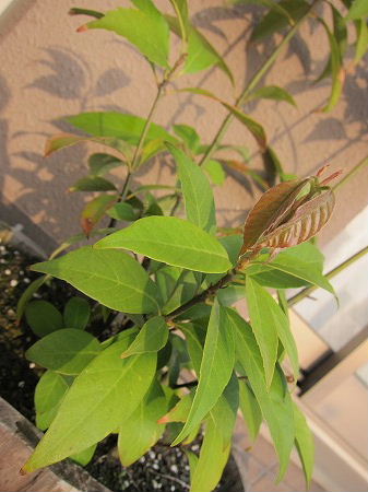 IMG_5437_20120425094004.jpg