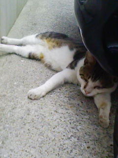 猫 (7)