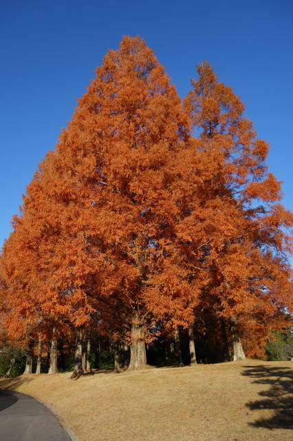 紅葉1