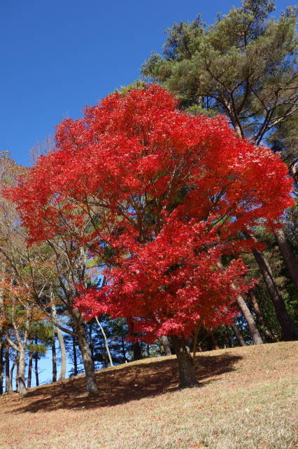 比良4H紅葉1