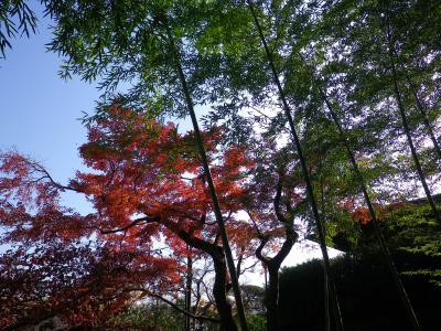 紅葉4