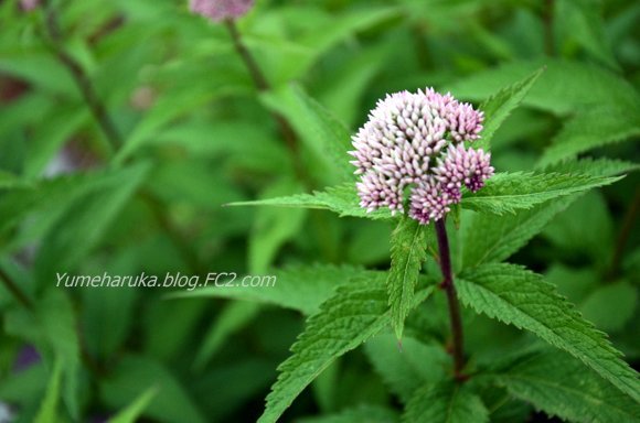 DSC_4365.jpg