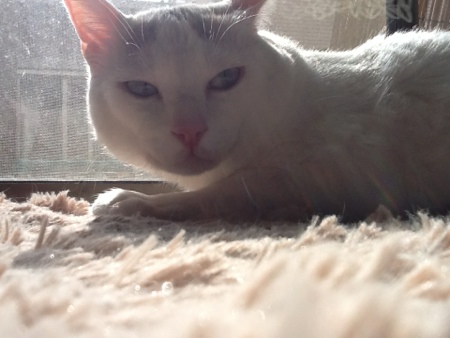 fc2blog_201303051756036b0.jpg