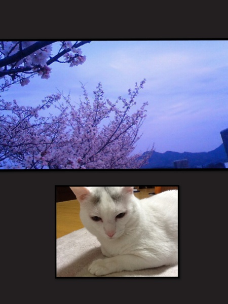fc2blog_201303311326485d1.jpg