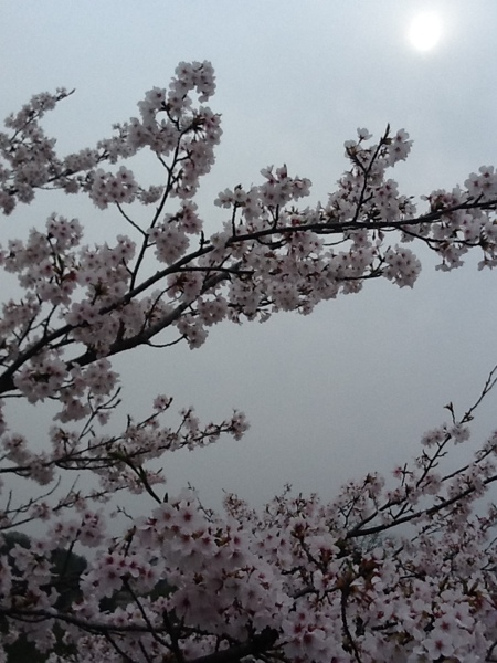 fc2blog_201303311327120d8.jpg