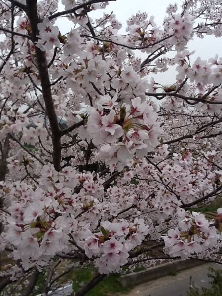 fc2blog_2013033113273117c.jpg
