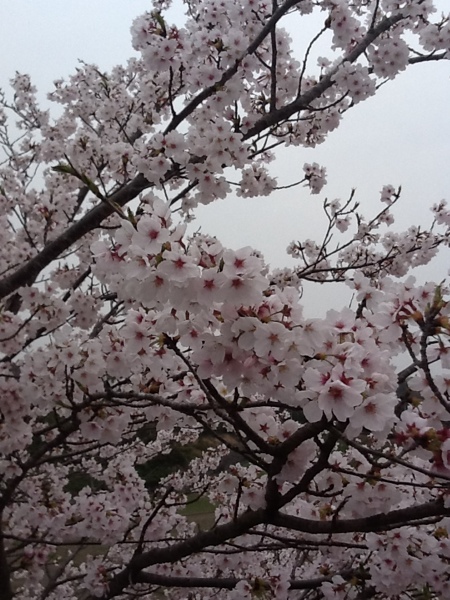 fc2blog_20130331132748bcc.jpg