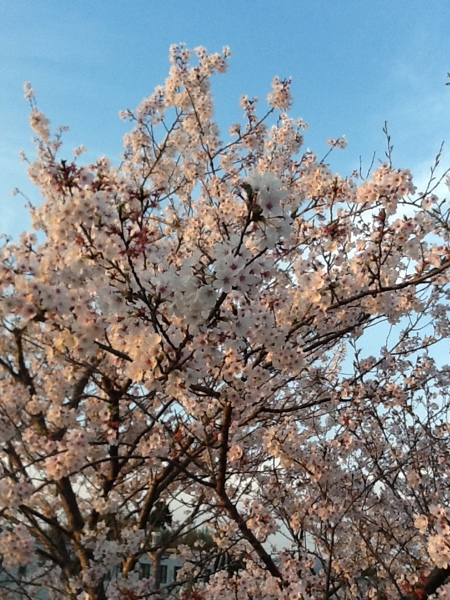 fc2blog_2013040118311710d.jpg
