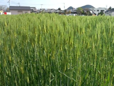 fc2blog_201304121752538cb.jpg