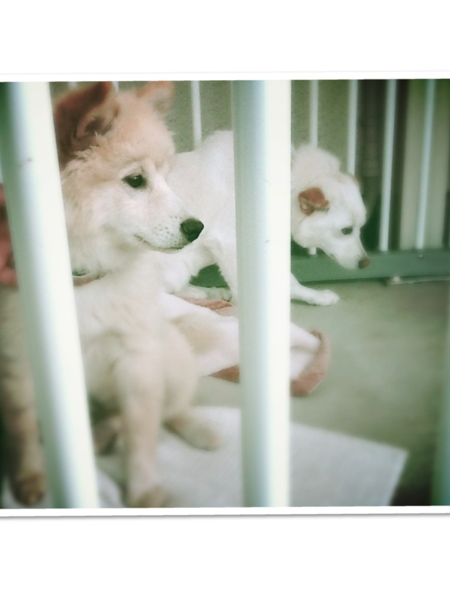 fc2blog_201306011850146eb.jpg
