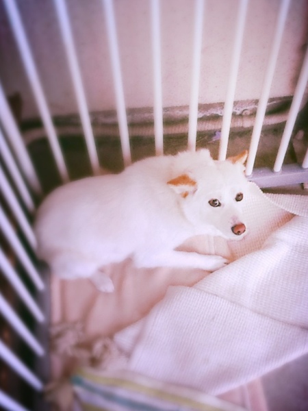 fc2blog_20130601185026cfe.jpg