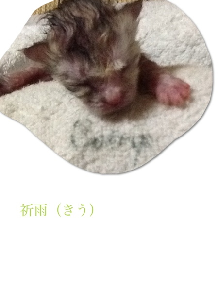 fc2blog_20130623115645a5c.jpg