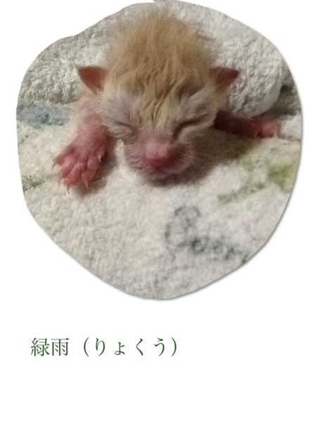 fc2blog_201306231157094ab.jpg