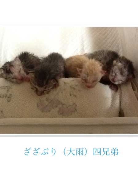 fc2blog_201306231157219df.jpg