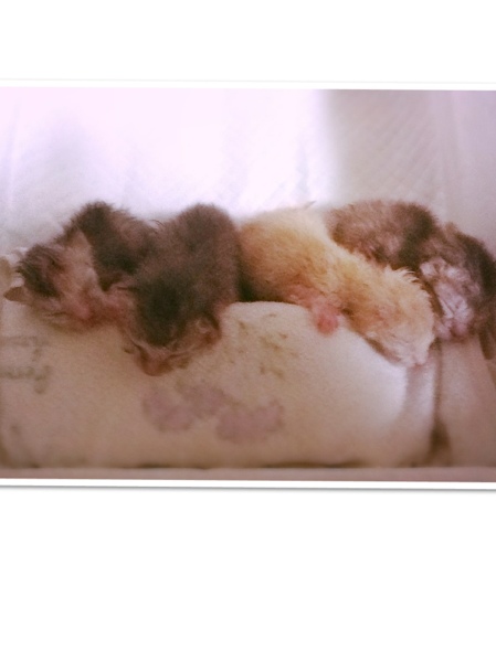 fc2blog_20130623115732da6.jpg