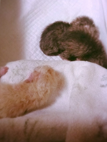 fc2blog_20130624172644bbe.jpg