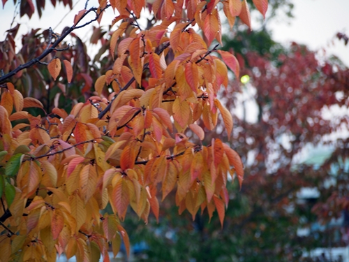 2013-11-24 034
