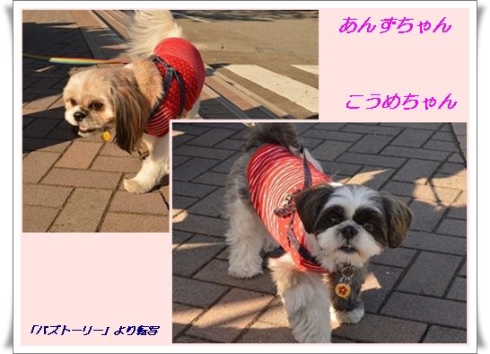 こめあんちゃん