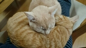 201312202011213c6.jpg
