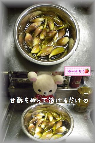 ちこちゃんの観察日記2011番外編その3貰ったみょうがで…-5