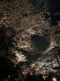 二条城桜