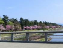 鴨川と桜